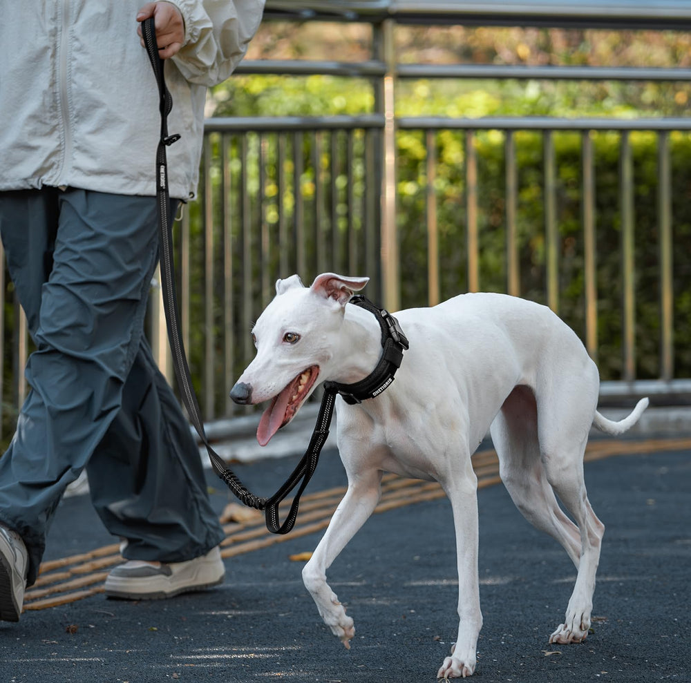 OneTigris outdoor-ready leash shown on a hiking trail in black.
