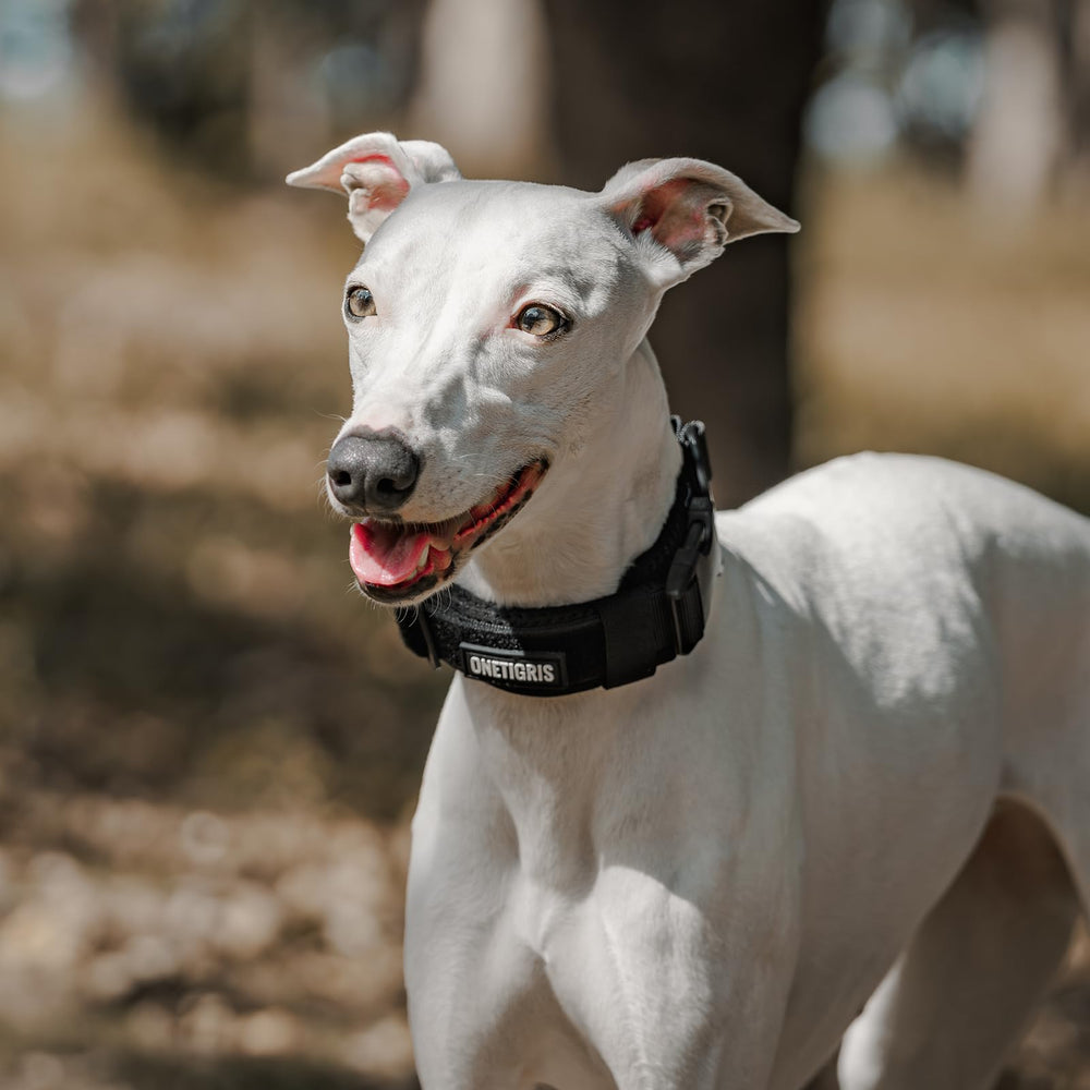 OneTigris collar with Duraflex buckle provides lightweight, durable security during outdoor adventures