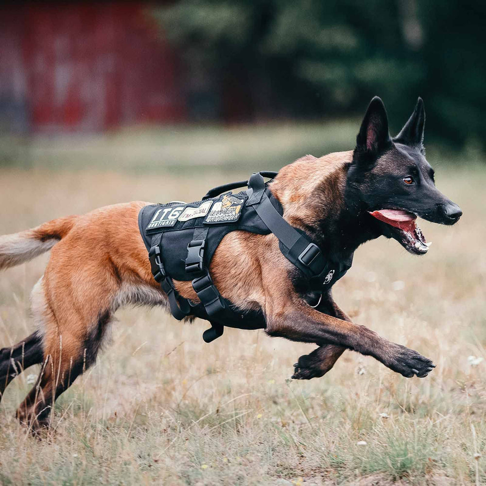 OneTigris No Pull harness adjustable straps ensure a secure, comfortable fit.