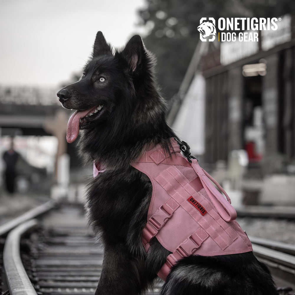 OneTigris pink harness in walking scene with dog and owner