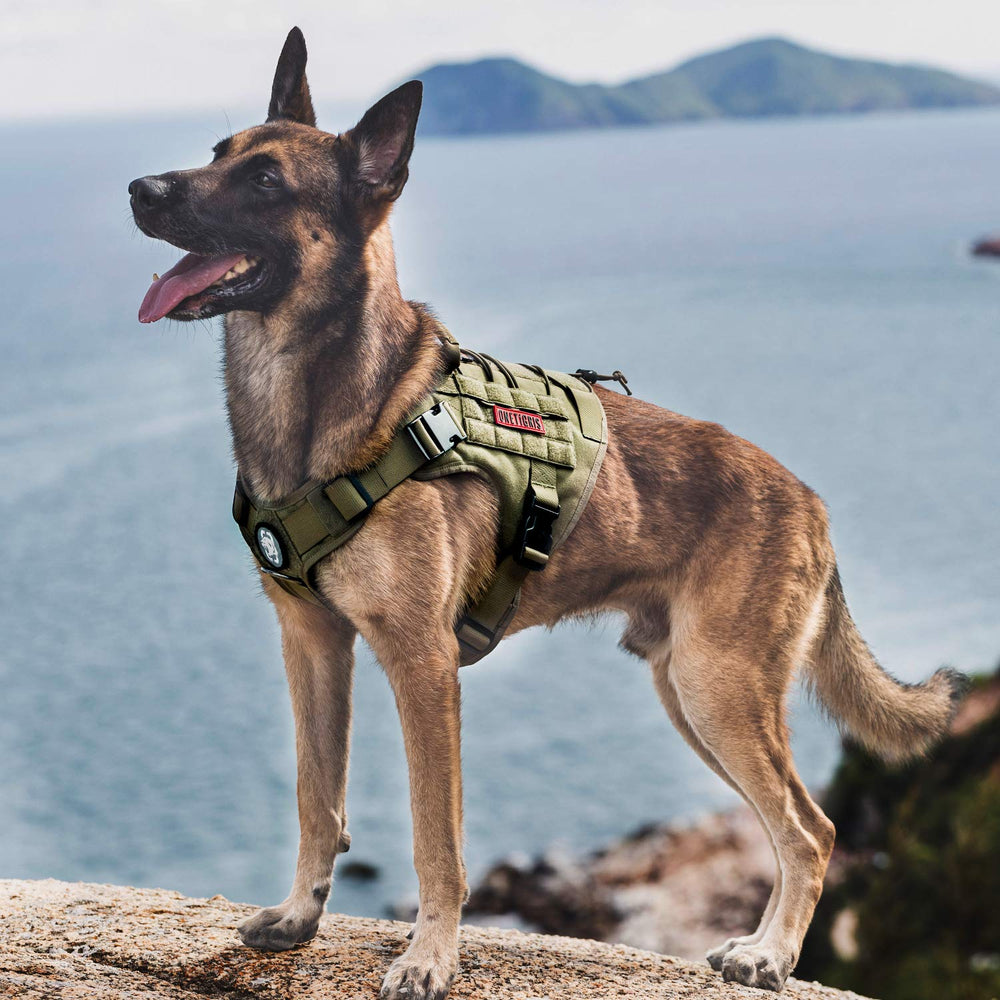 OneTigris tactical dog harness Ranger Green XS back view, secure fit for training.