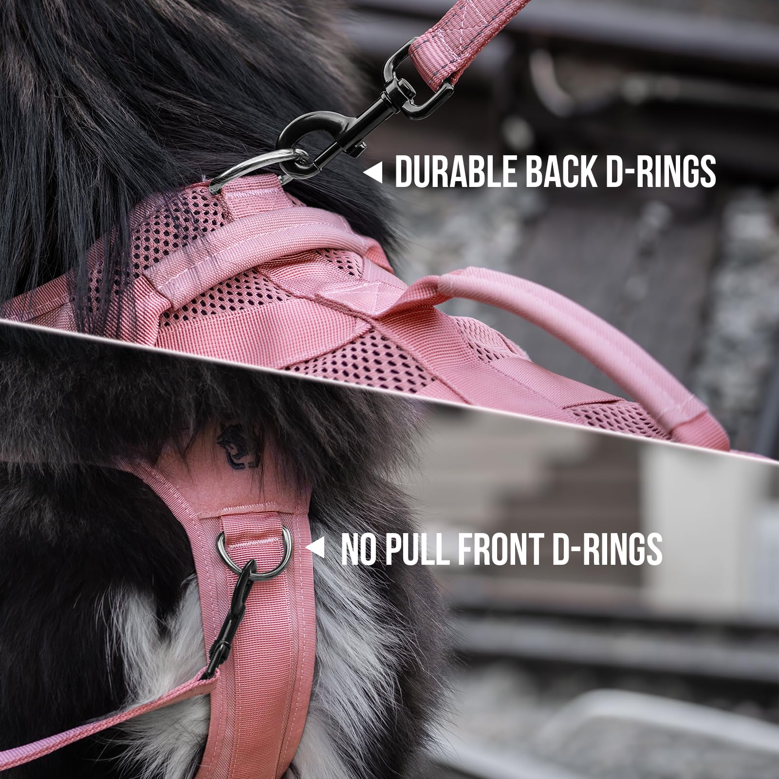 OneTigris three D-rings on back view for training and leashes