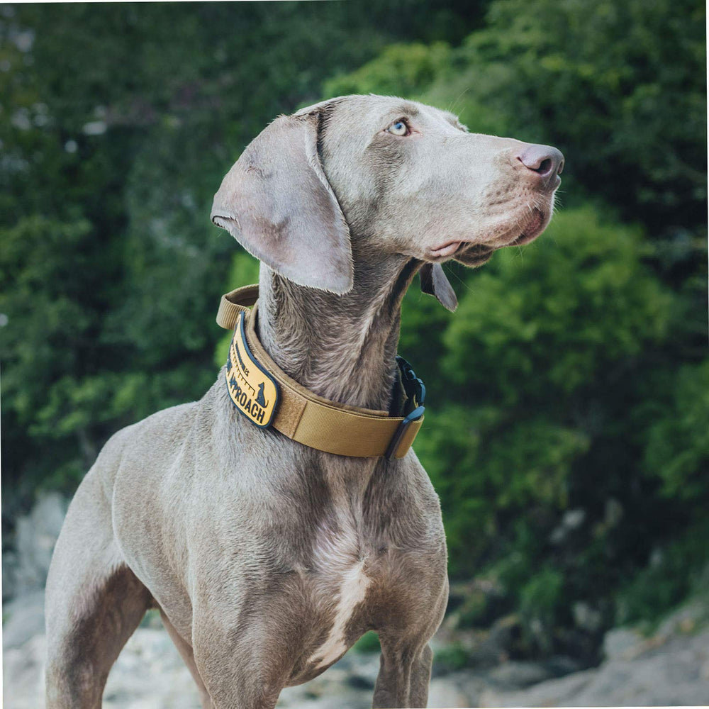 OneTigris wide soft padded dog collar highlights comfort and safety
