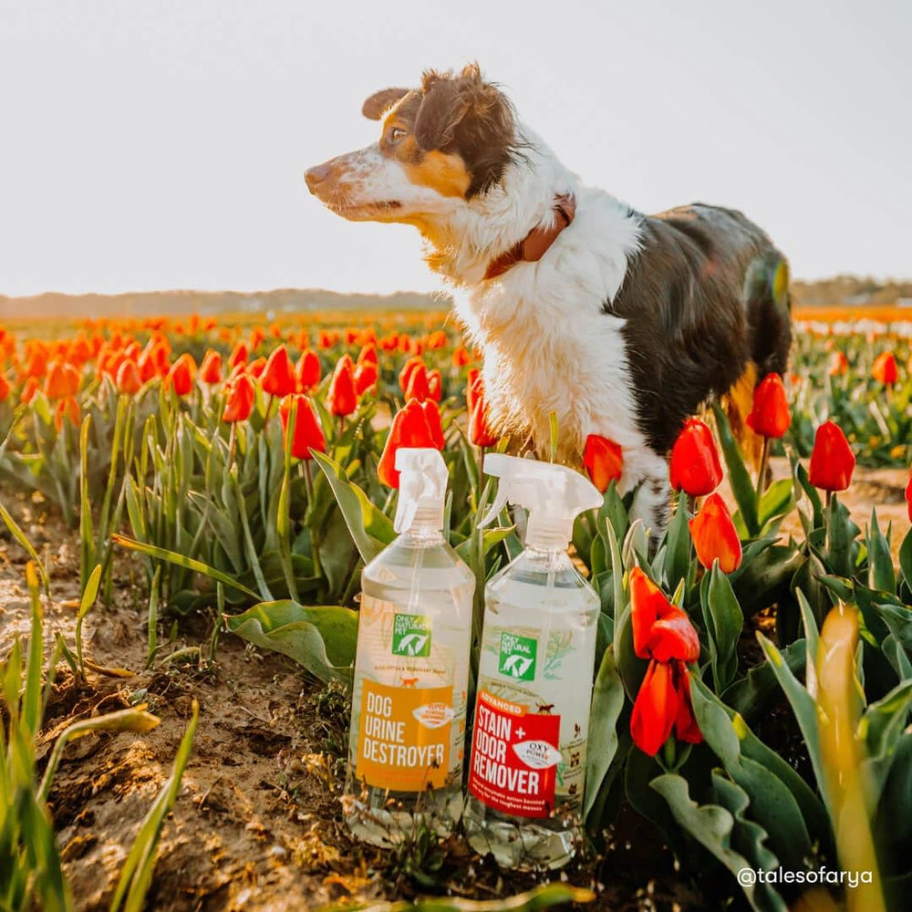 Only Natural Pet Advanced Dog Stain + Odor Remover on upholstery for odor control.