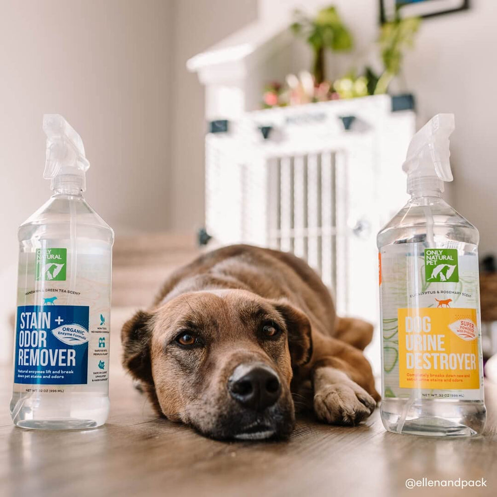 Only Natural Pet enzyme-powered stain-eliminator on upholstery for deep-clean feel.
