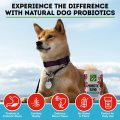 Only Natural Pet probiotic chews 120-count bacon-flavor for ongoing gut health