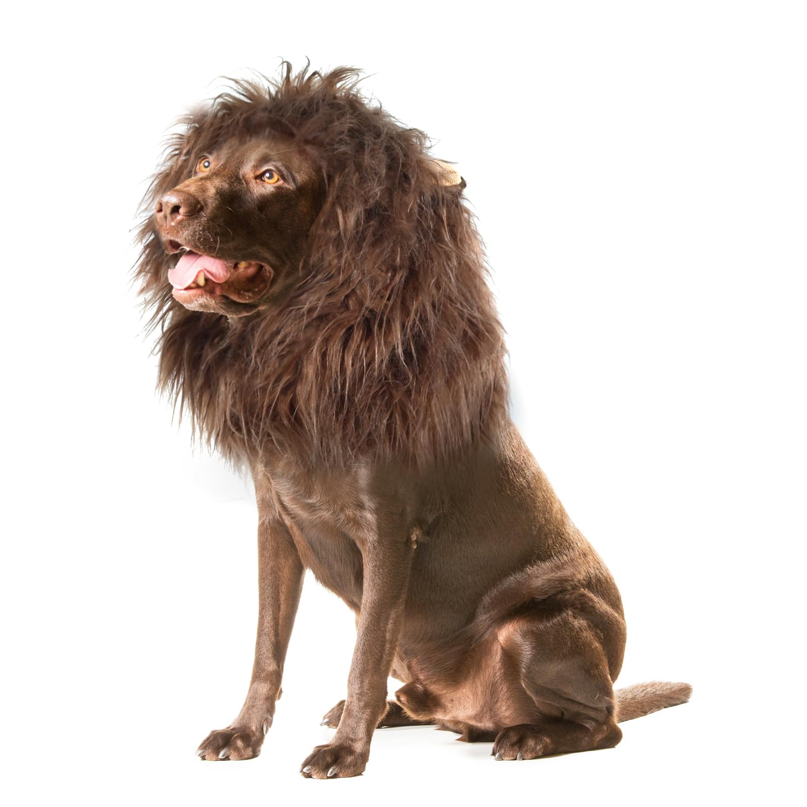 Onmygogo lion mane dog costume closeup in coffee, festive photos.