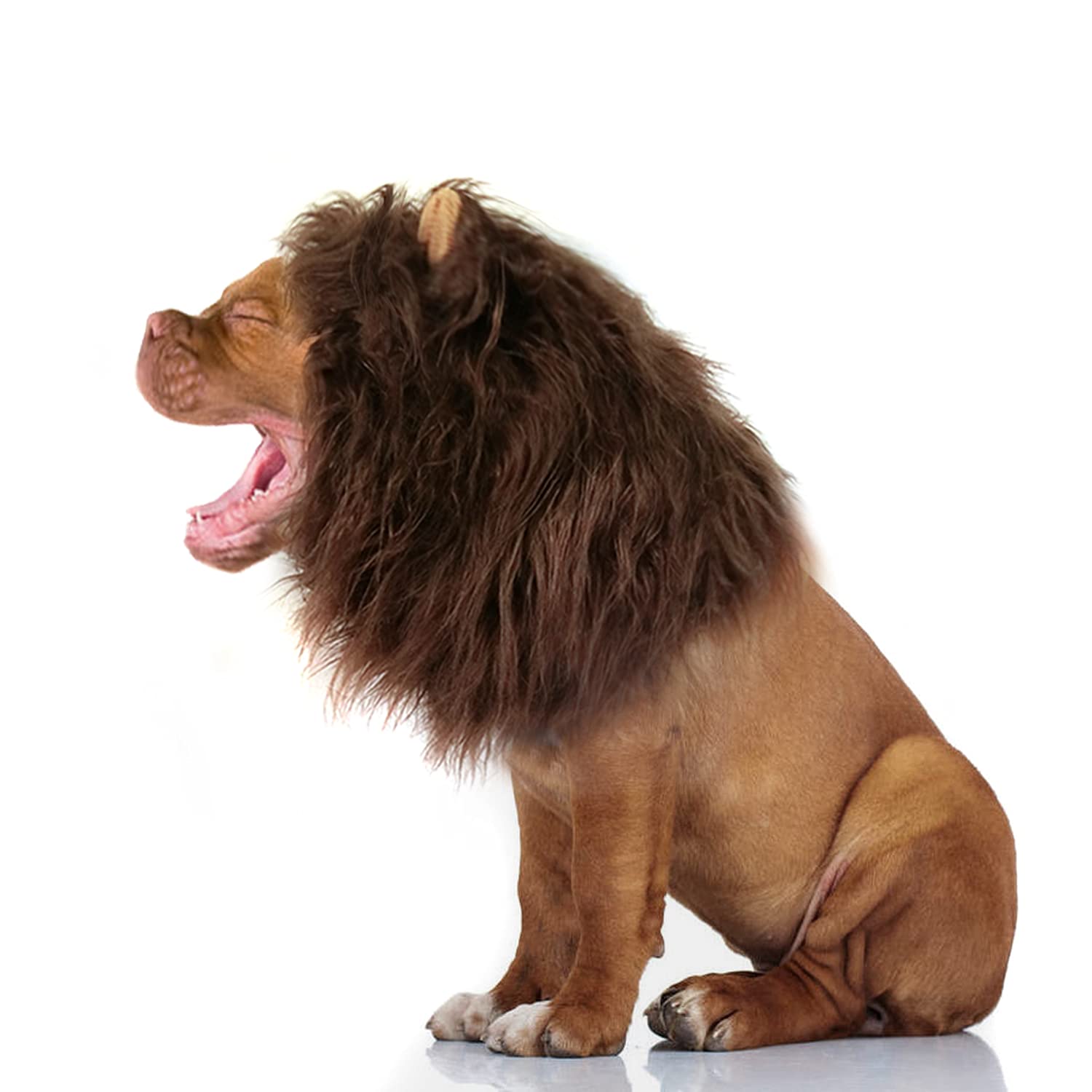 Onmygogo lion mane dog costume worn by dog in coffee, creates eye-catching party look.