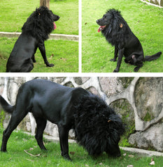 Onmygogo lion-mane-wig-black-strap - easy fit for medium to large dogs during photos or events.