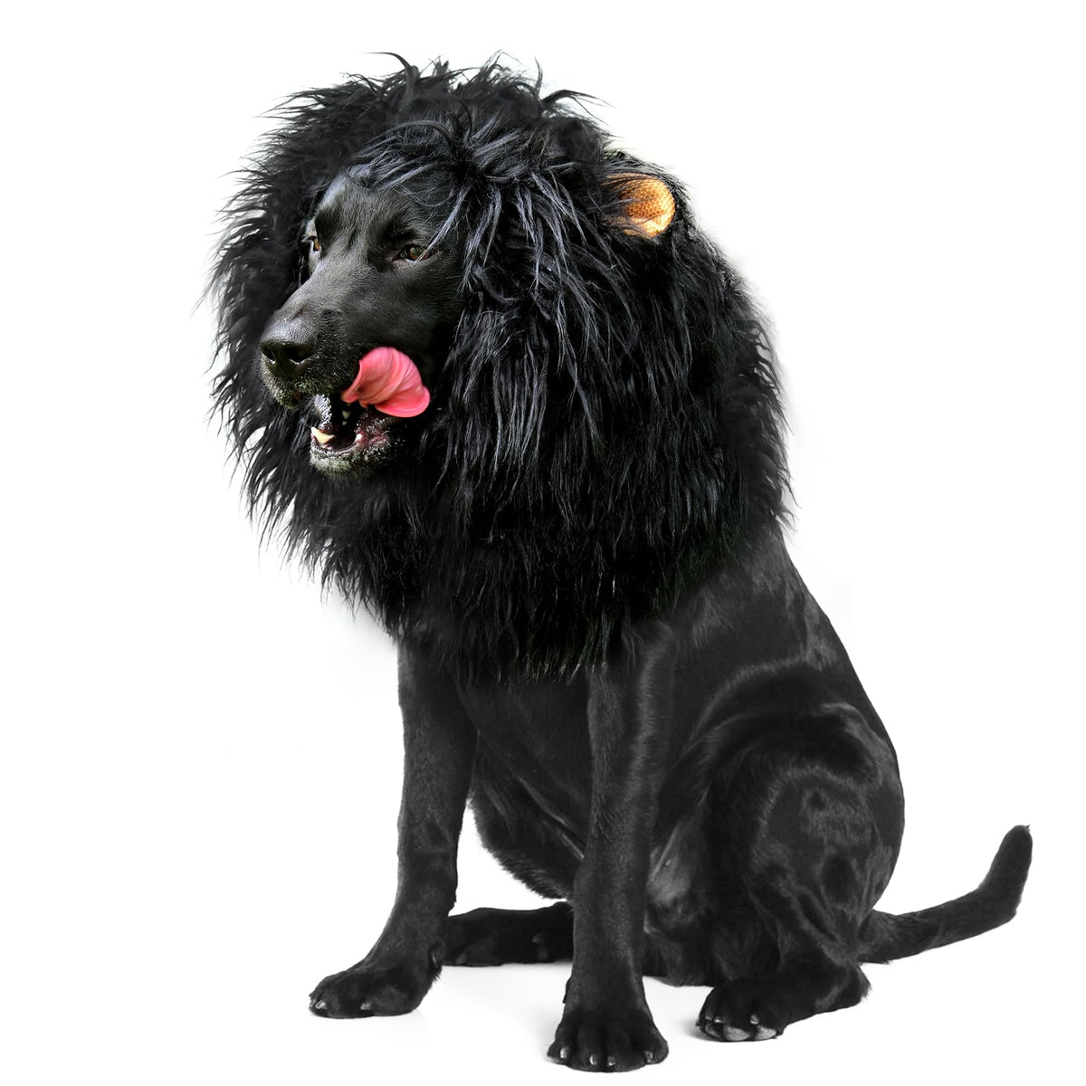 Onmygogo lion-mane-wig-dog-halloween - festive pet costume idea for Halloween celebrations.
