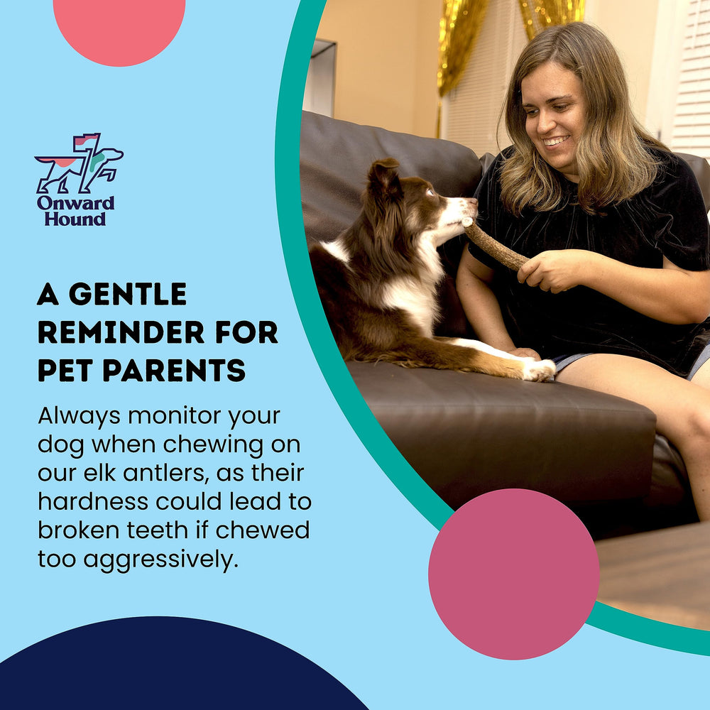 Onward Hound Elk Antler Durable Chew – long-lasting entertainment during chew sessions