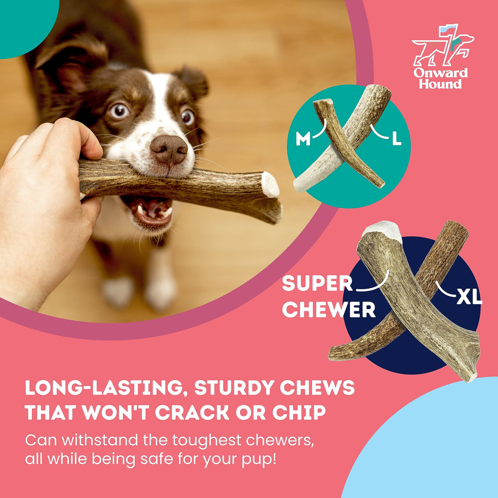 Onward Hound elk antlers for dogs grade-a-quality; premium 6in chew.