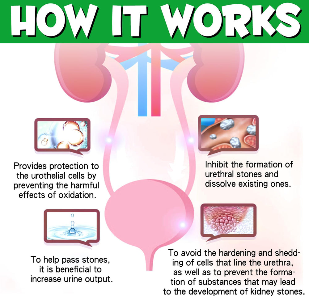 Onznoz dog urinary health illustration shows bladder and kidney focus.