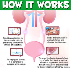 Onznoz dog urinary health illustration shows bladder and kidney focus.
