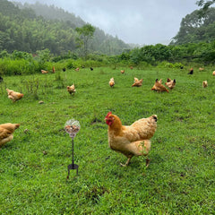 Oooct chicken-peck-toy metal-spring provides durable swinging entertainment.