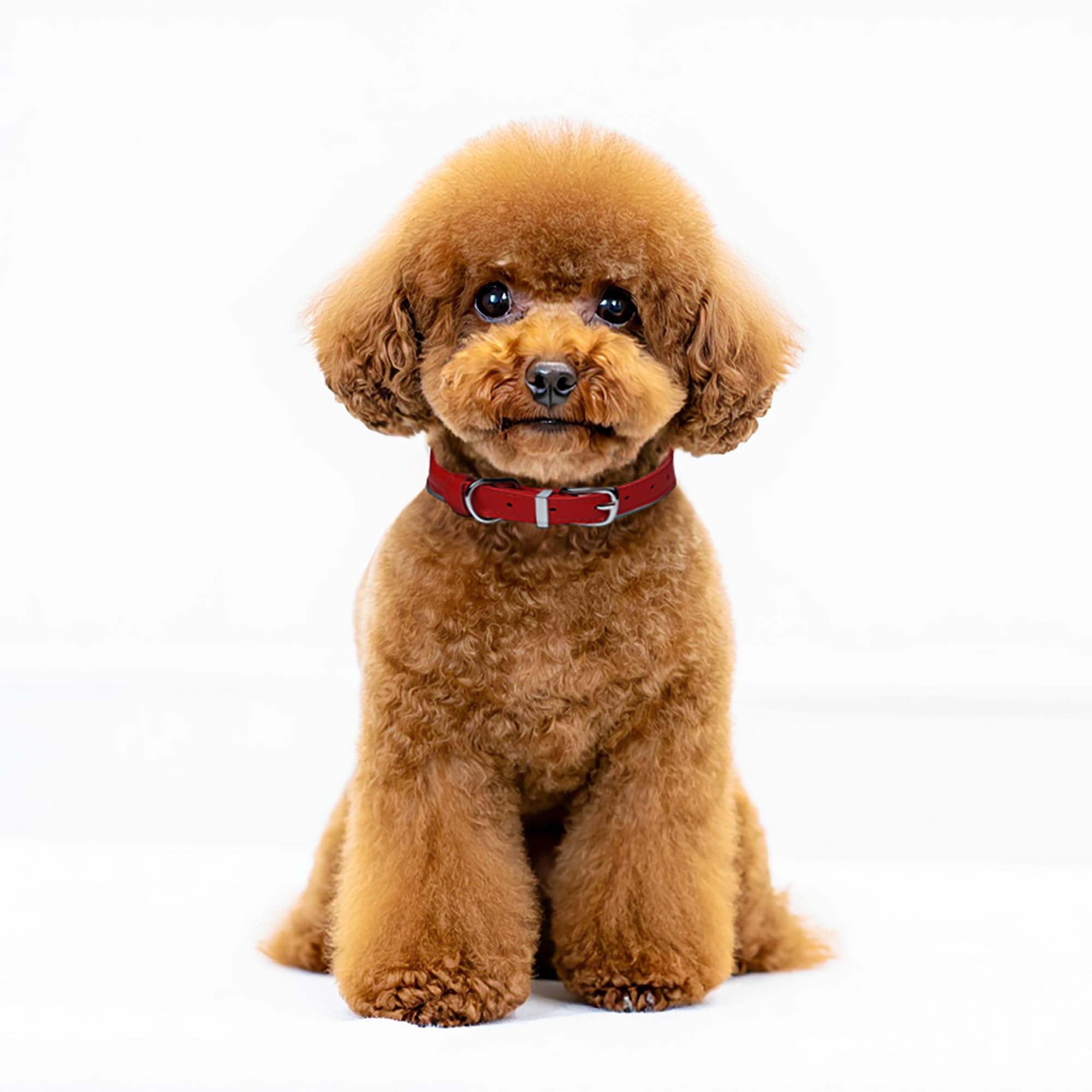 OOPSDOGGY rolled-leather-collar texture-durability highlights premium leather feel and durability