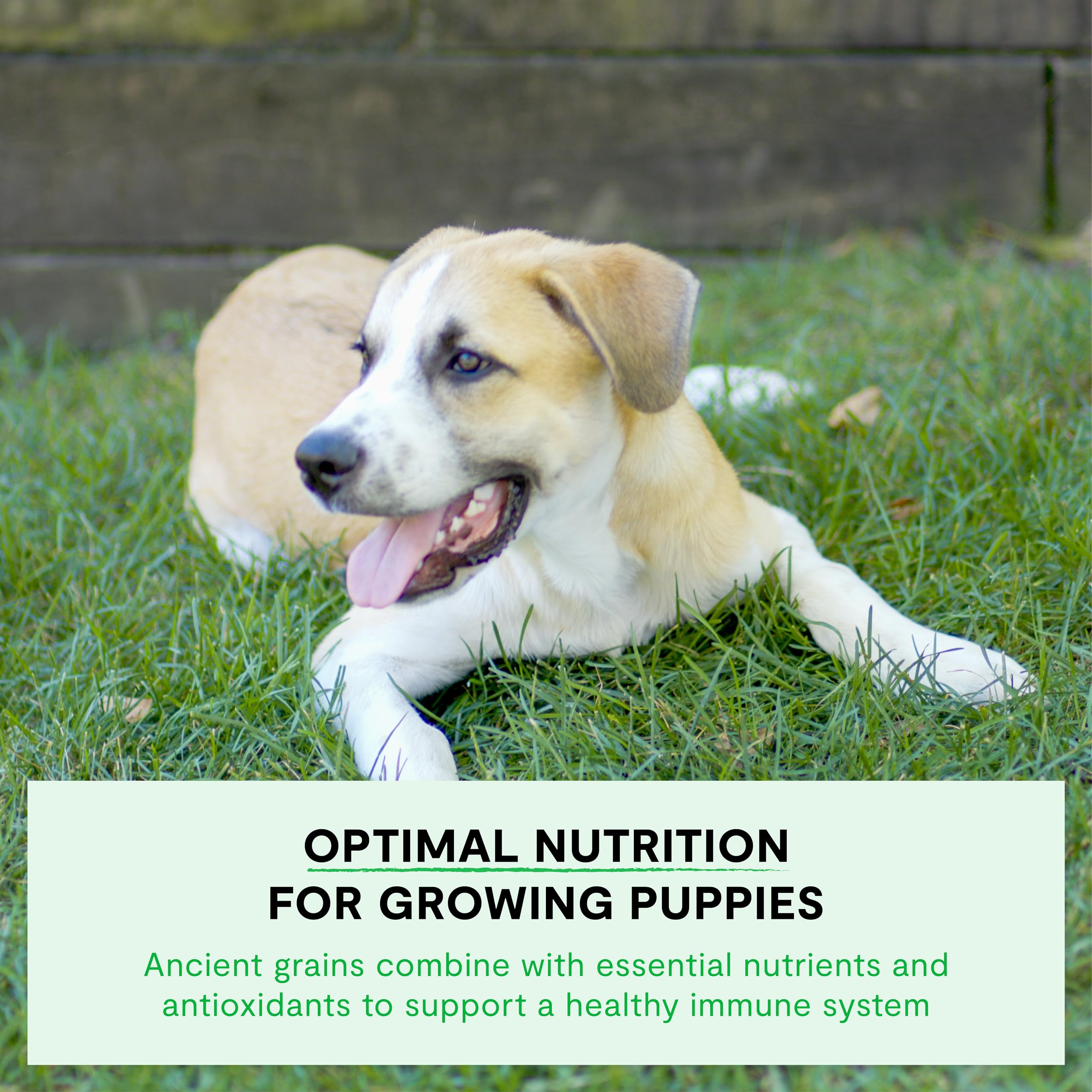 Open Farm 4lb puppy bag on kitchen counter signals convenient, nutritious meals.