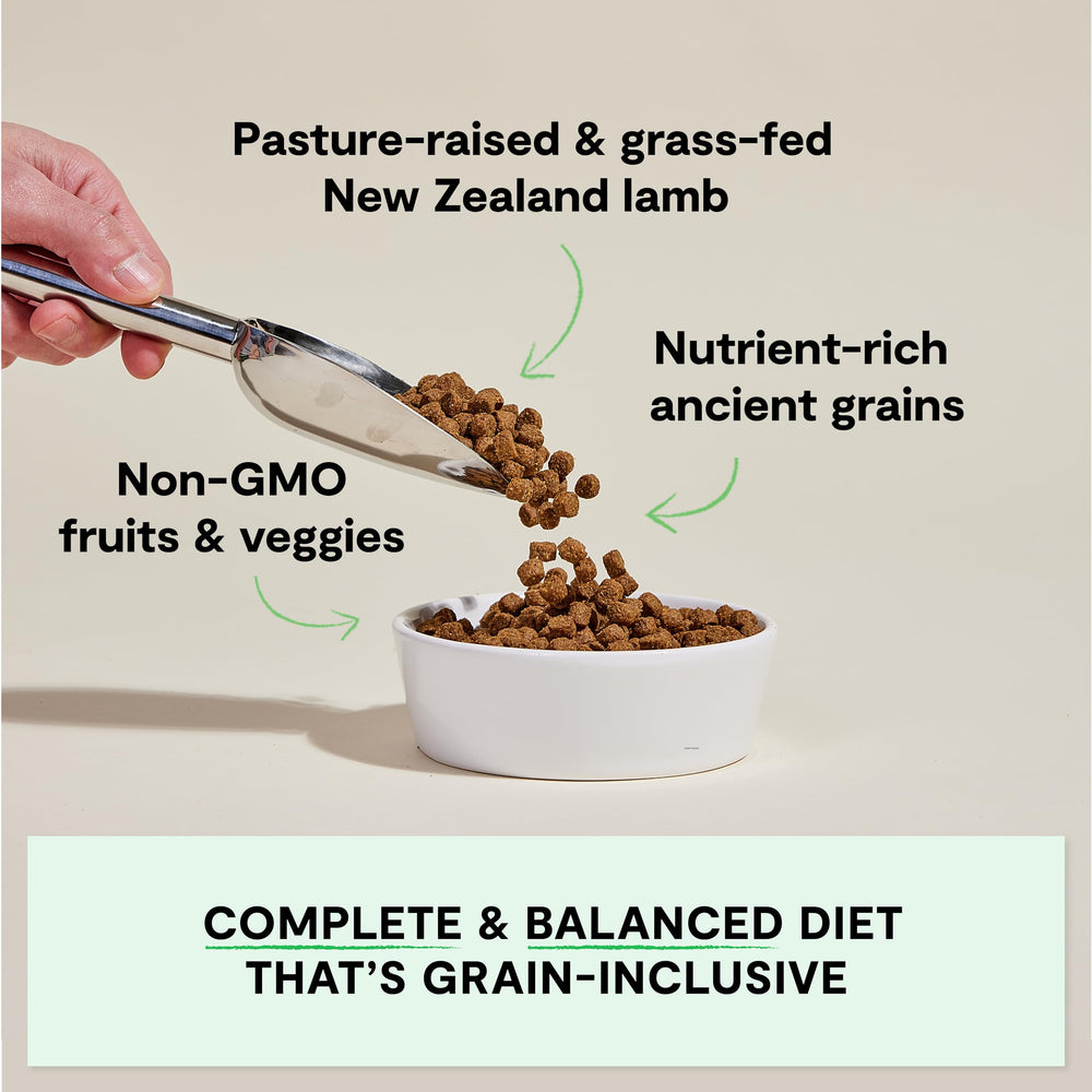 Open Farm ancient grains dry dog food bag back highlights traceable ingredients and grain-inclusive nutrition