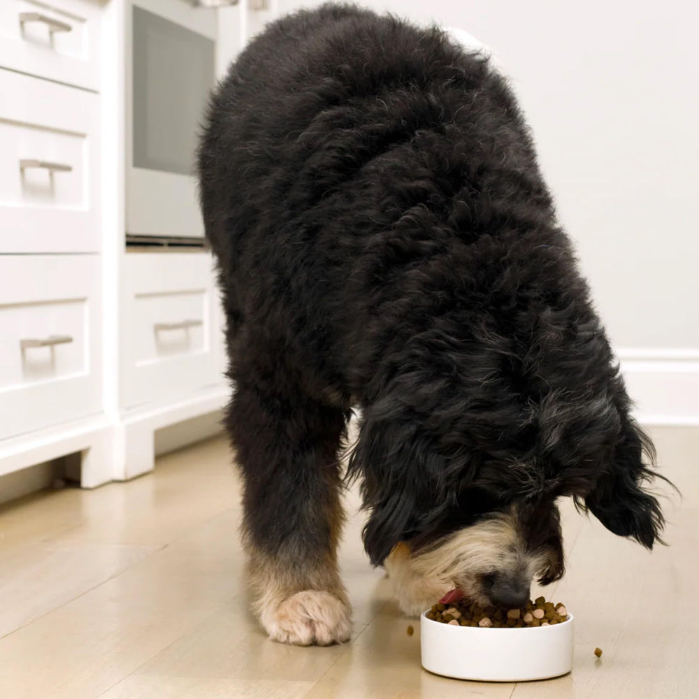 Open Farm bone broth coating on kibble adds flavor and moisture