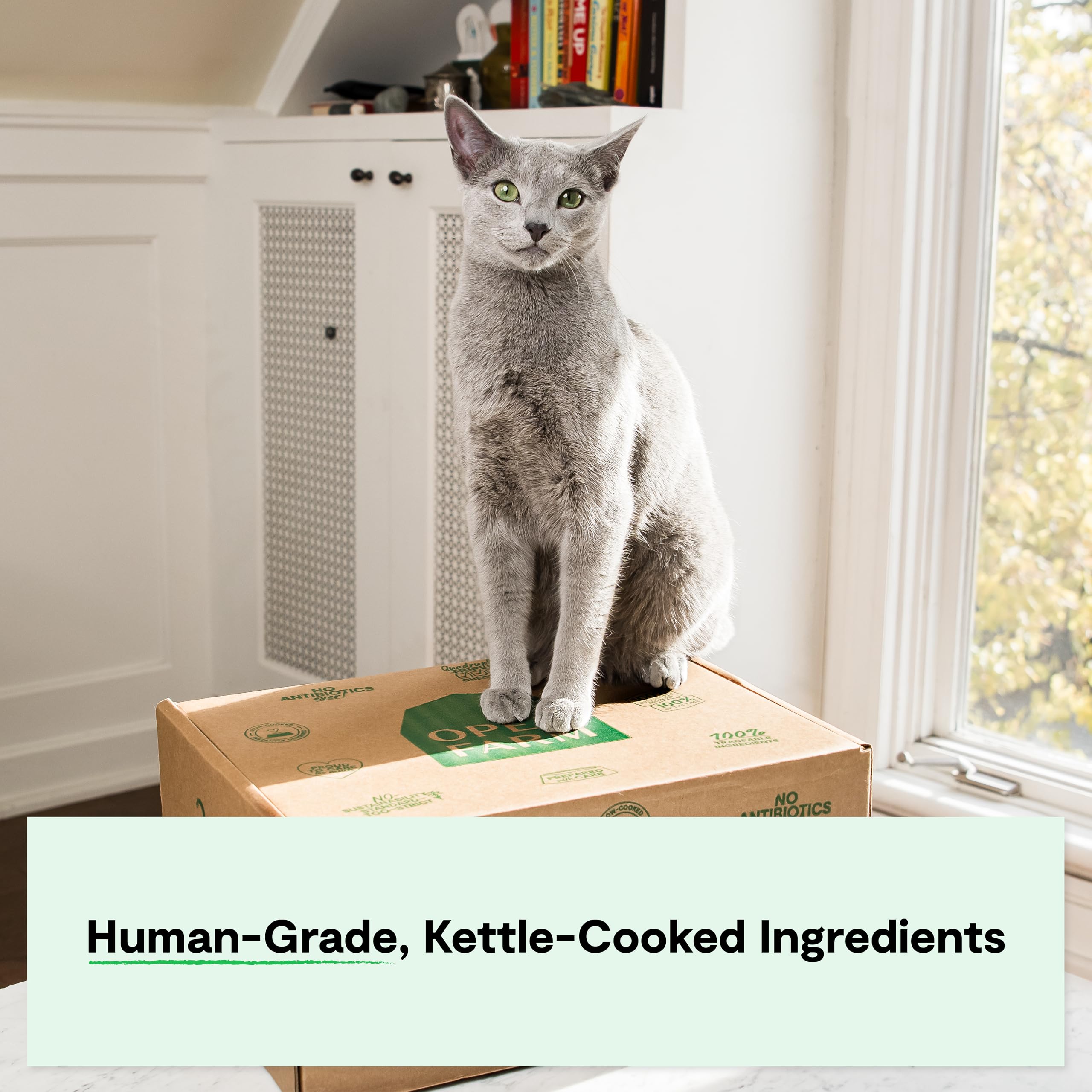 Serving Open Farm cat food: moisture-rich dinner with humane meat.