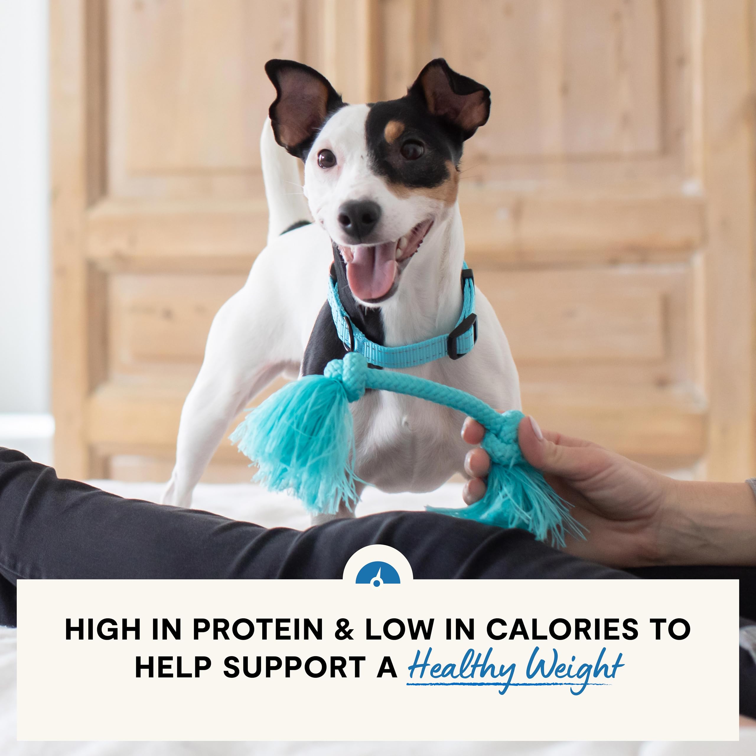 Open Farm chicken-whitefish recipe bowl shows balanced weight-supporting meal.
