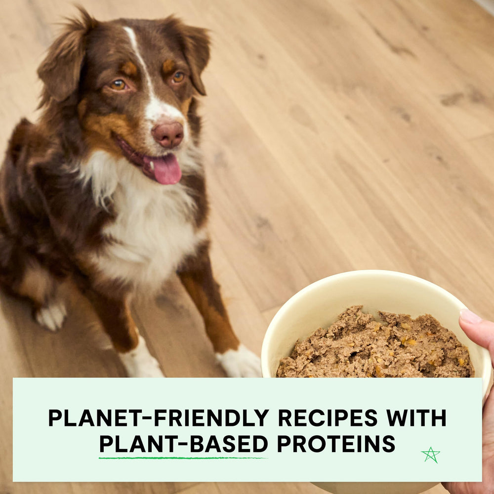 Open Farm dog food pate bowl-topper with vegetables for flavor and nutrition