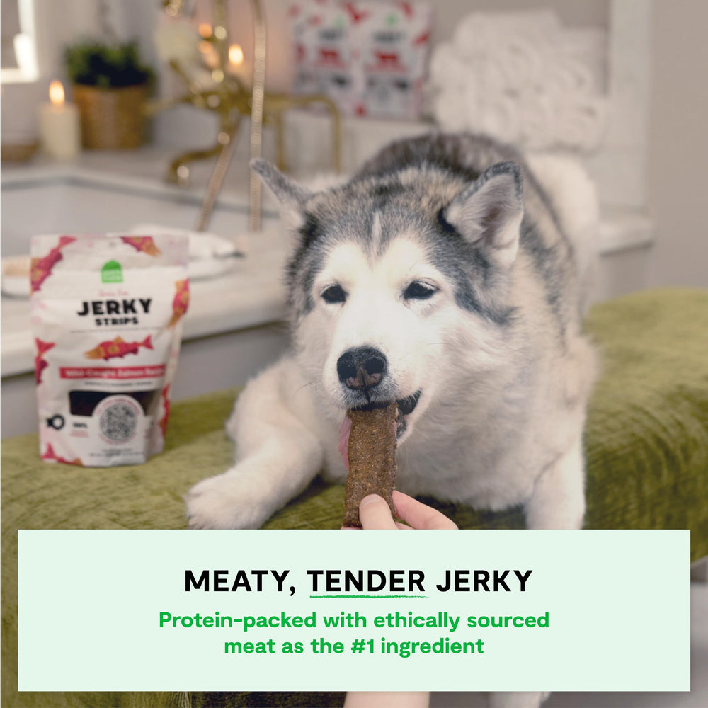 Open Farm salmon jerky grain-free close-up appealing to picky eaters