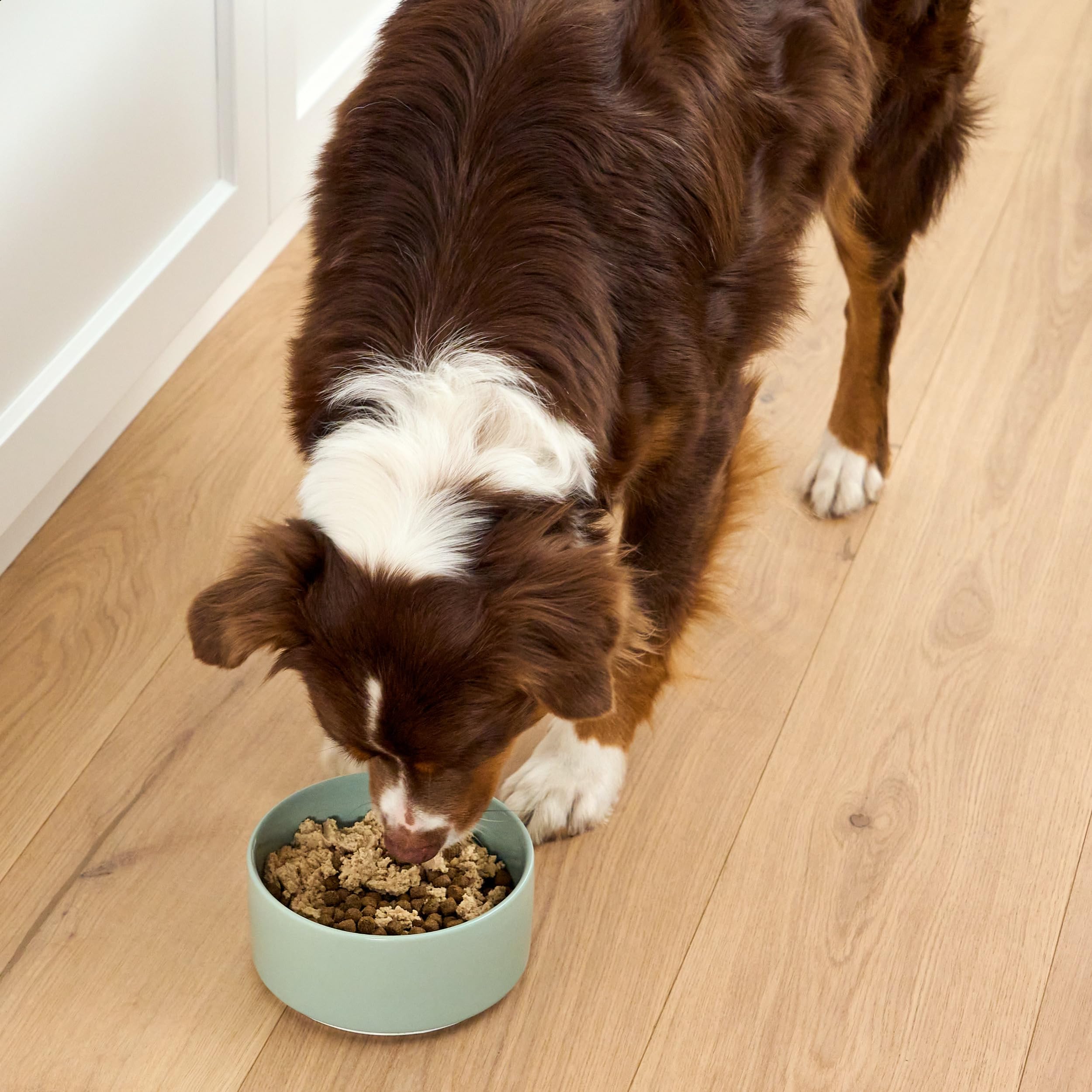 Open Farm dog meal topper served during dinner for variety.