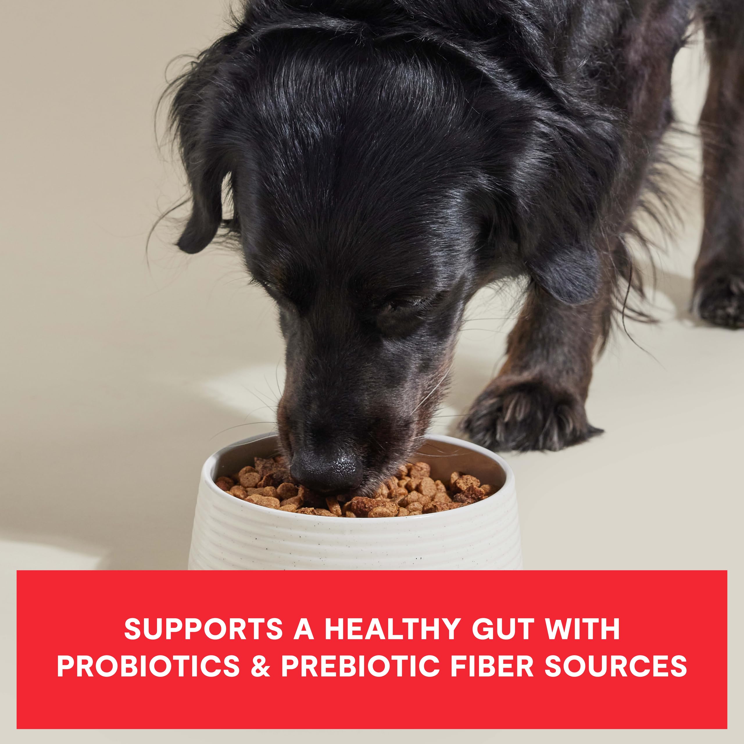 Open Farm Epic Blend probiotic-coated kibble close-up supports gut-friendly nutrition.