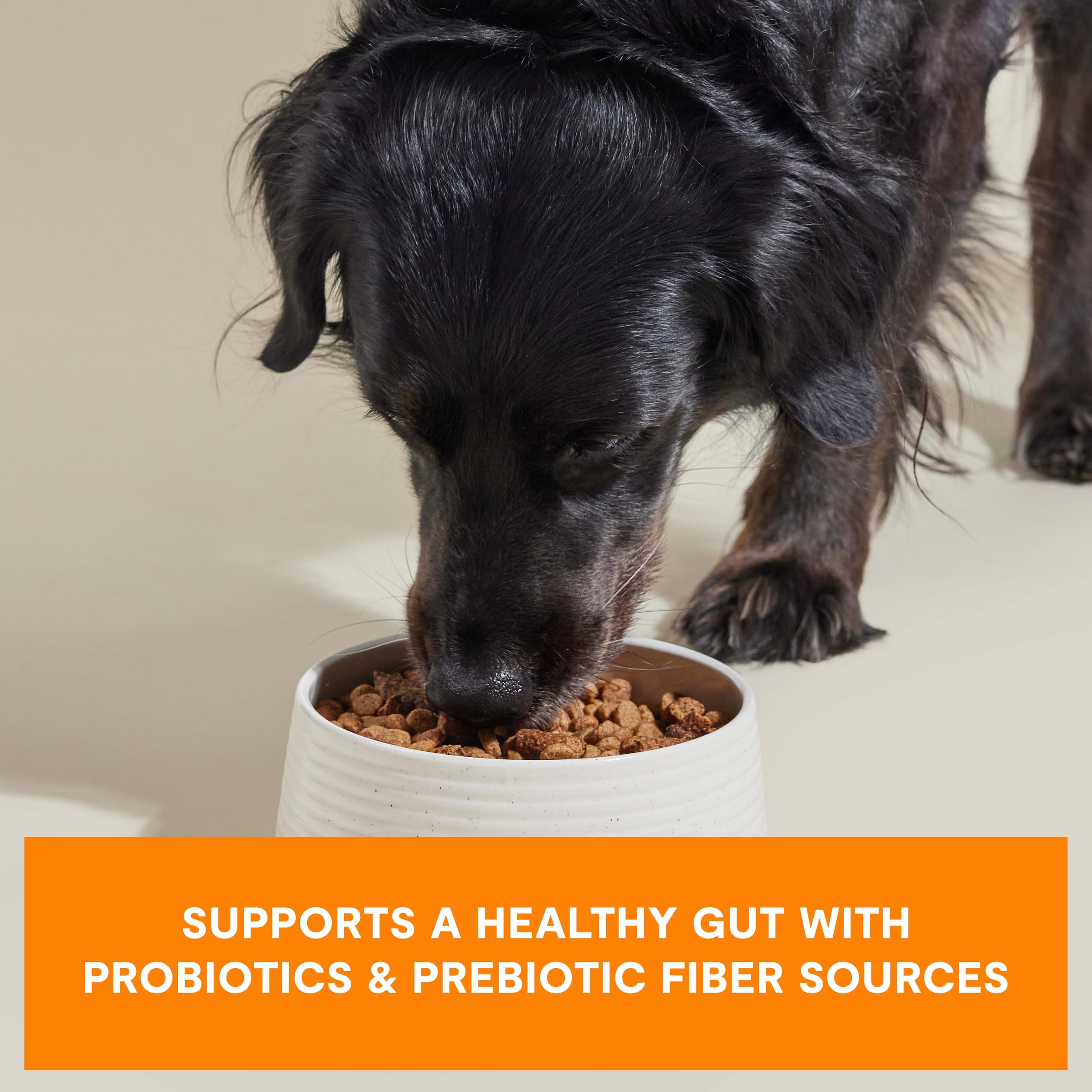 Open Farm Epic Blend probiotic-coated kibble supports gut-friendly daily nutrition