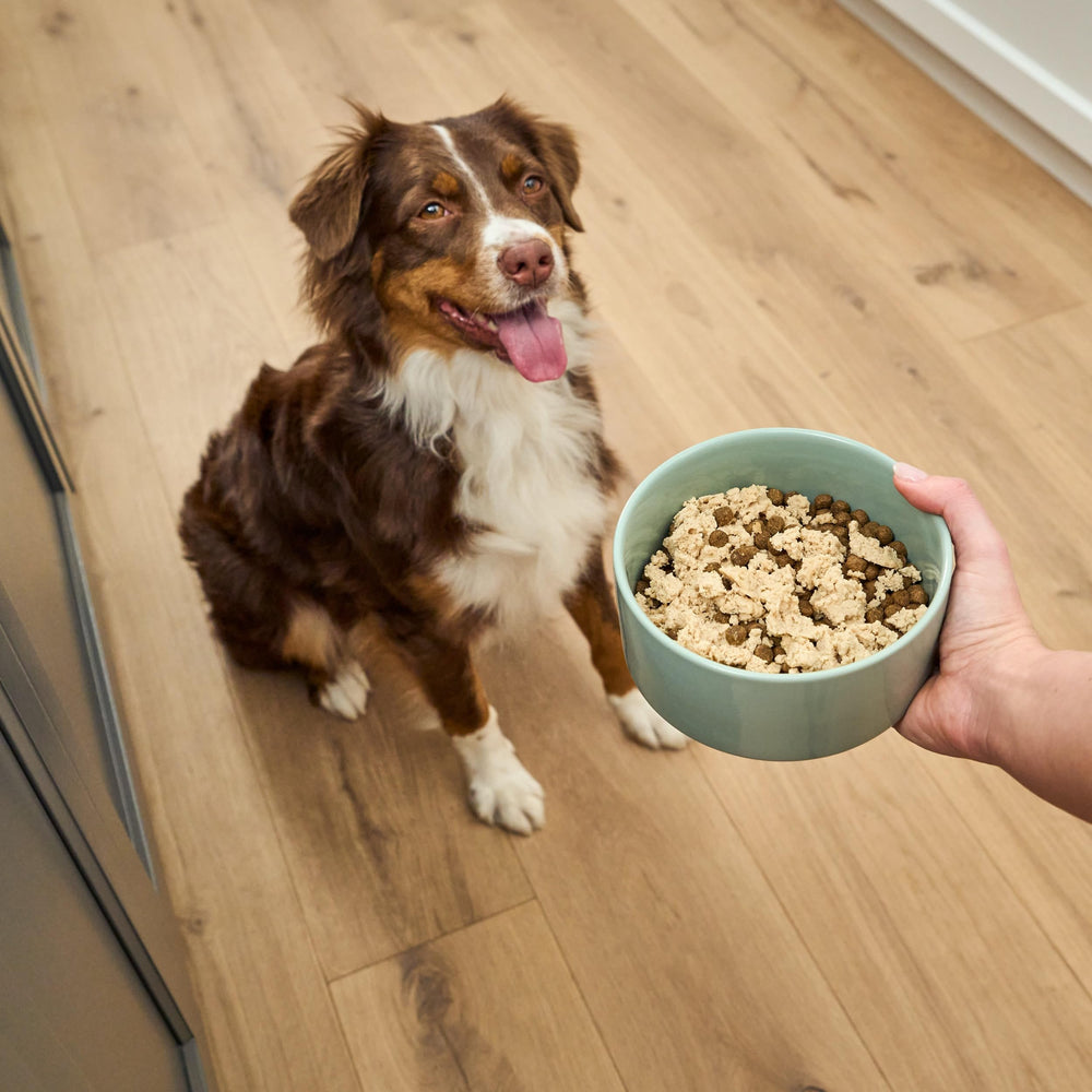 Open Farm feeding time setup with mousse topper on dog bowl.