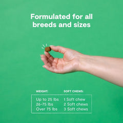 Open Farm Immune Chews on a dog with chews illustrating easy daily supplementation