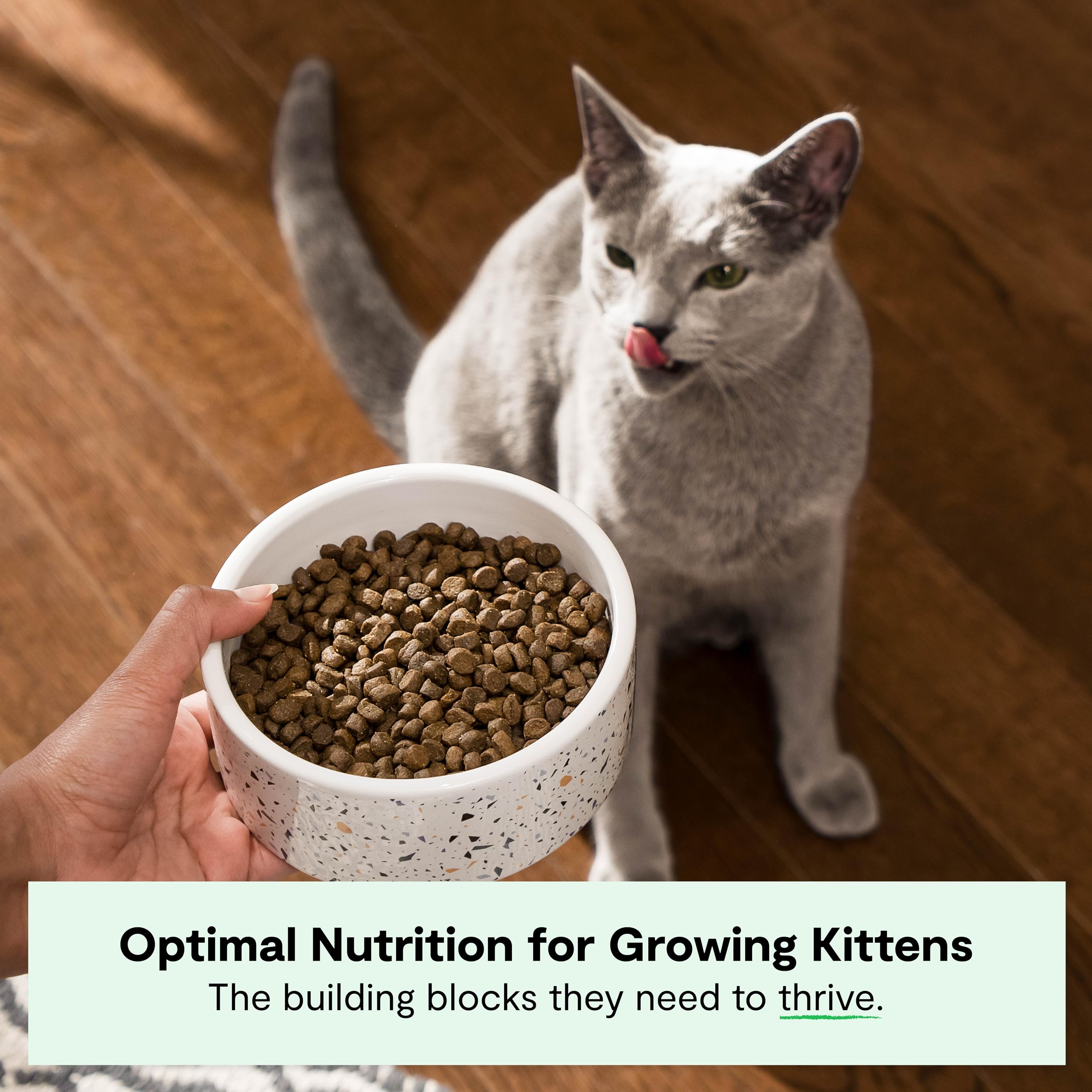 Open Farm kibble close-up shows protein-rich pieces for growing kittens