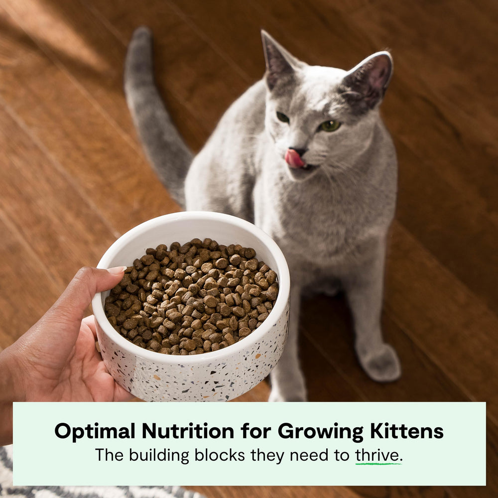 Open Farm kibble close-up shows protein-rich pieces for growing kittens