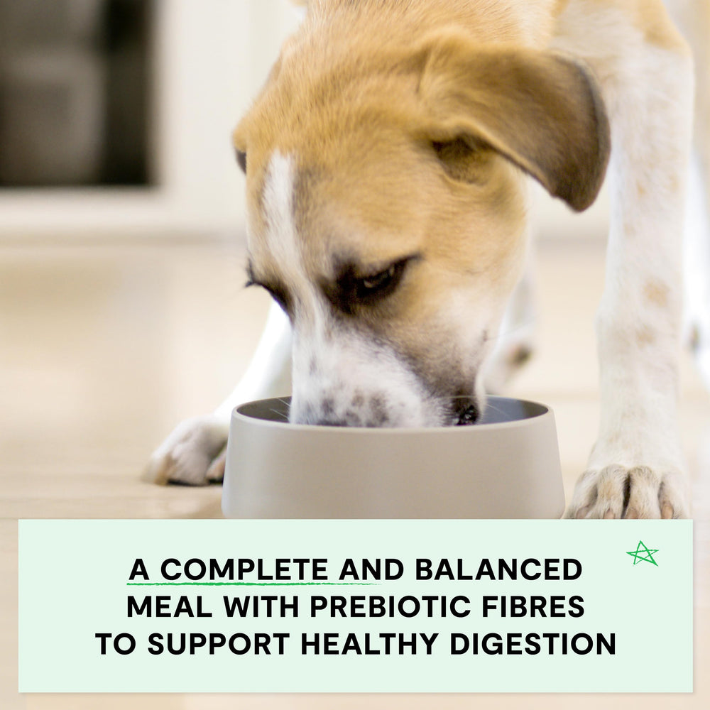 Open Farm puppy serving bowl shows grain-free nutrition and omega-3 fatty acids