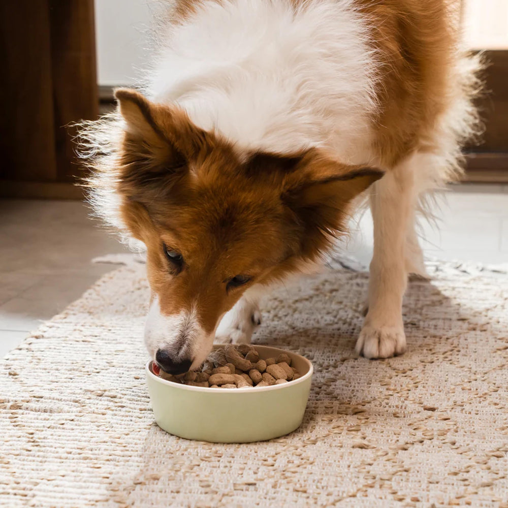 Open Farm chicken-salmon ingredients detail, DHA-rich salmon supports brain and vision.