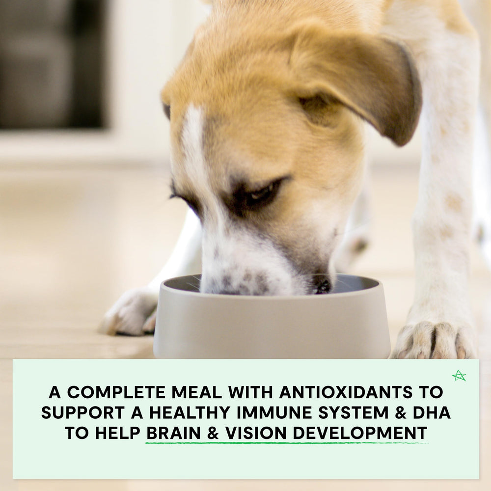 Open Farm sweet potato and pumpkin ingredients highlight wholesome, grain-free puppy nutrition.