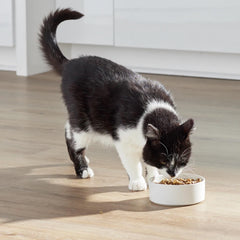 Open Farm kibble with bone broth glaze highlighting rich flavor and moisture.