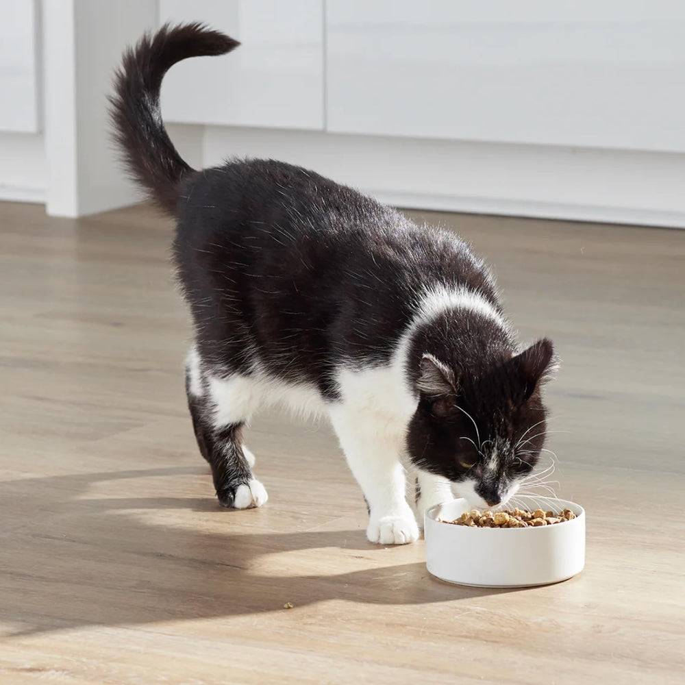 Open Farm RawMix kibble shows freeze-dried raw chunks for protein-rich crunch appeal.