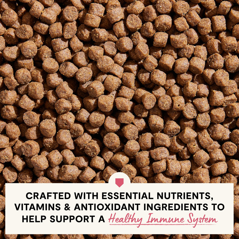Open Farm veterinarian-formulated kibble close-up showing balanced nutrition