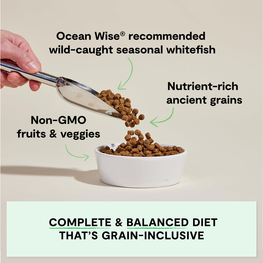 Open Farm whitefish recipe ingredients close-up show non-GMO fruits and veggies.