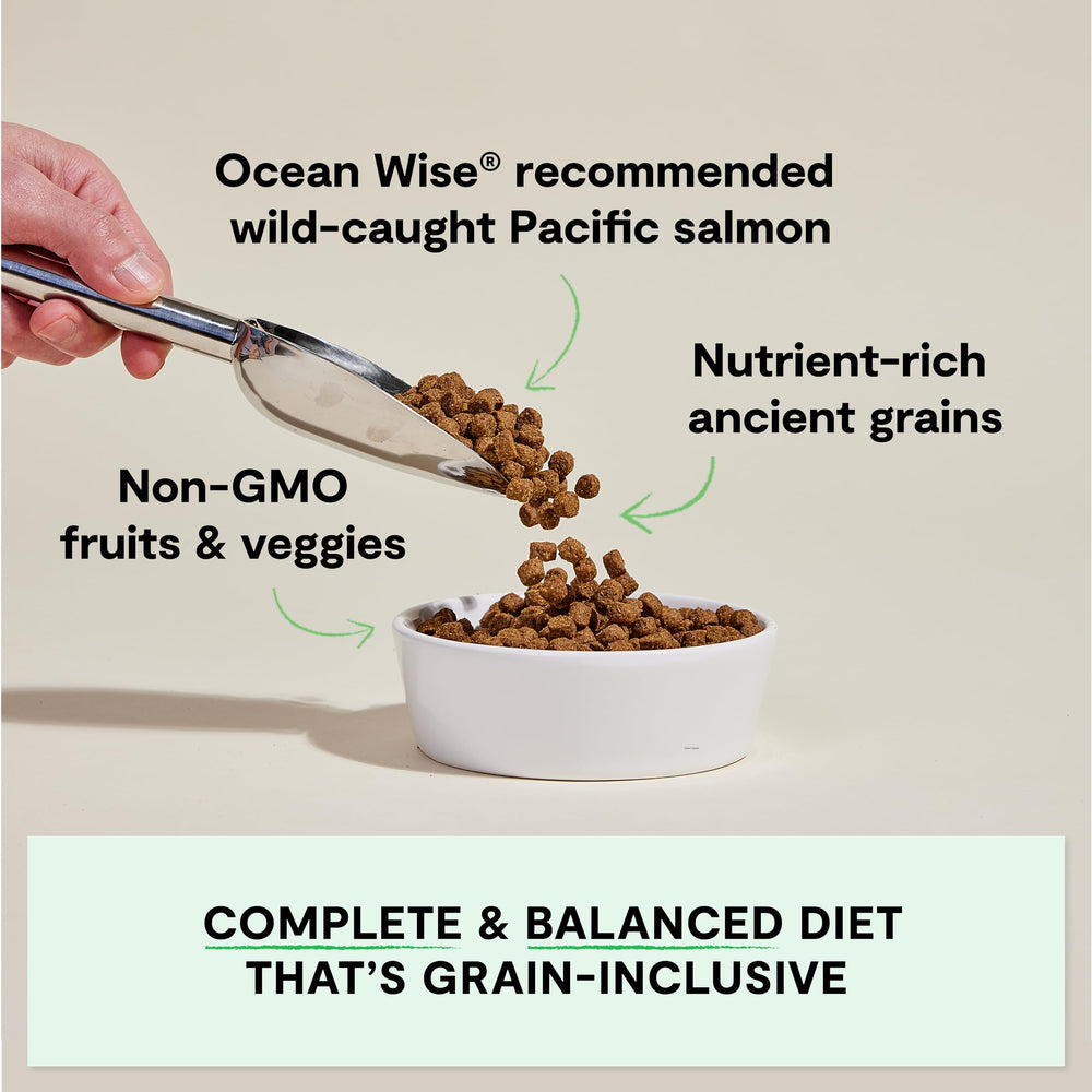 Open Farm Wild Caught Salmon Recipe bowl highlights real salmon flavor for energy.
