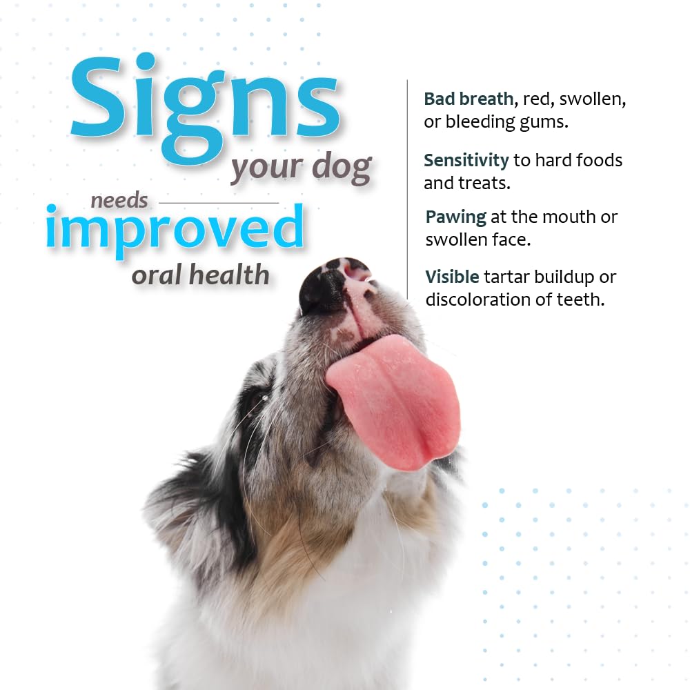Dog chewing Ora-Clens near water bowl for routine care.