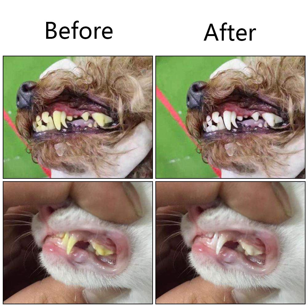 Orgrimmar all-pet dental care design illustrates suitability for most dogs and cats.