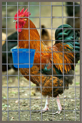 Oribuki poultry-coop-drinker-assembly enables clean water access for birds.