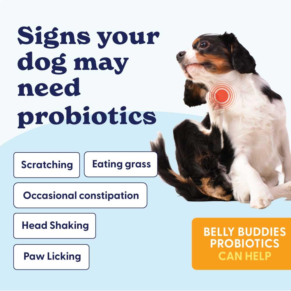 Origin Labs Belly Buddies dog enjoying chew during daily routine.