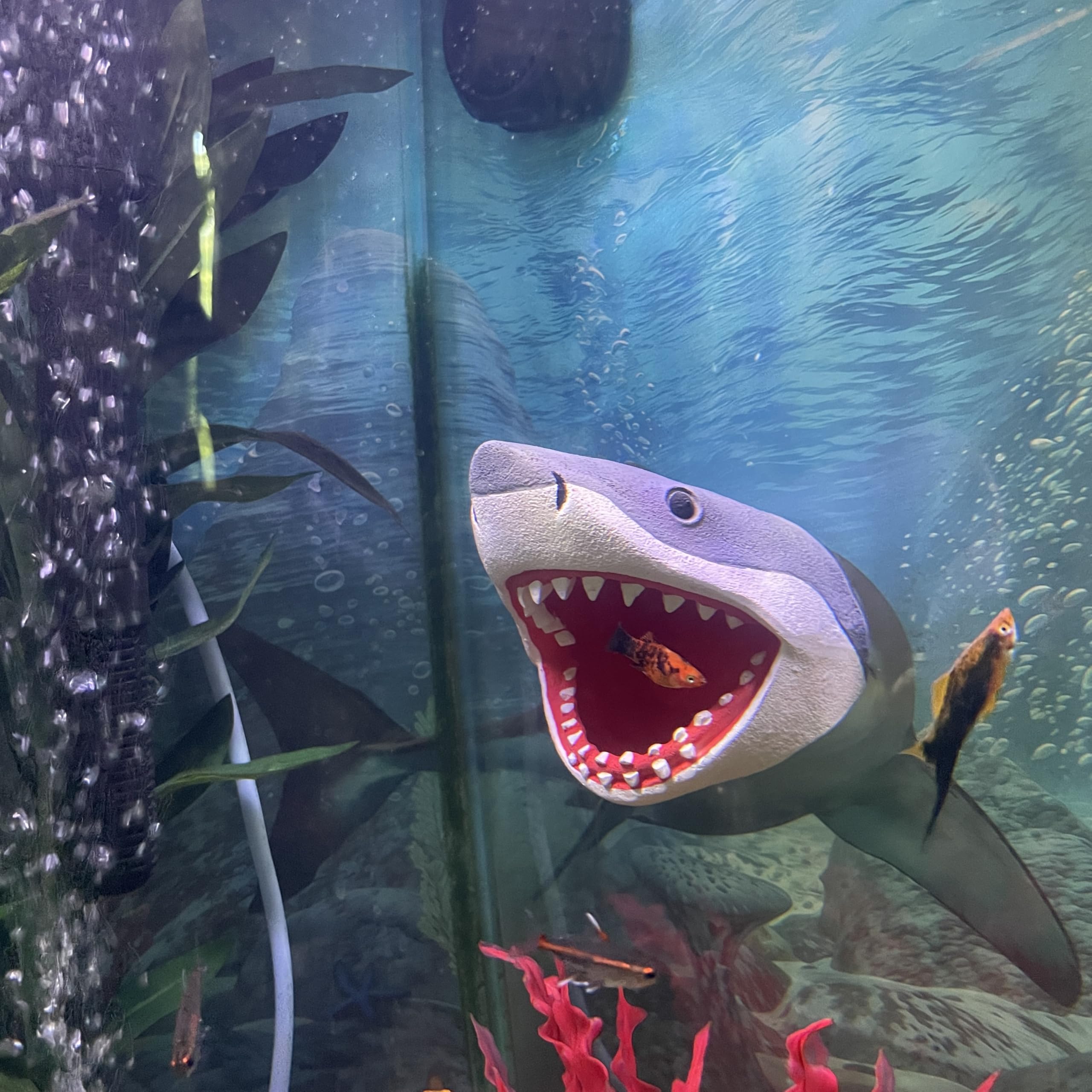 OrnaMounts Great White Shark ornament wall-mount provides dramatic realism in your aquarium.