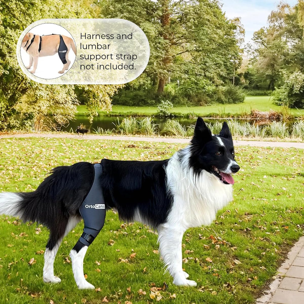 Ortocanis patellar-support dog image illustrates joint support during stairs and play.