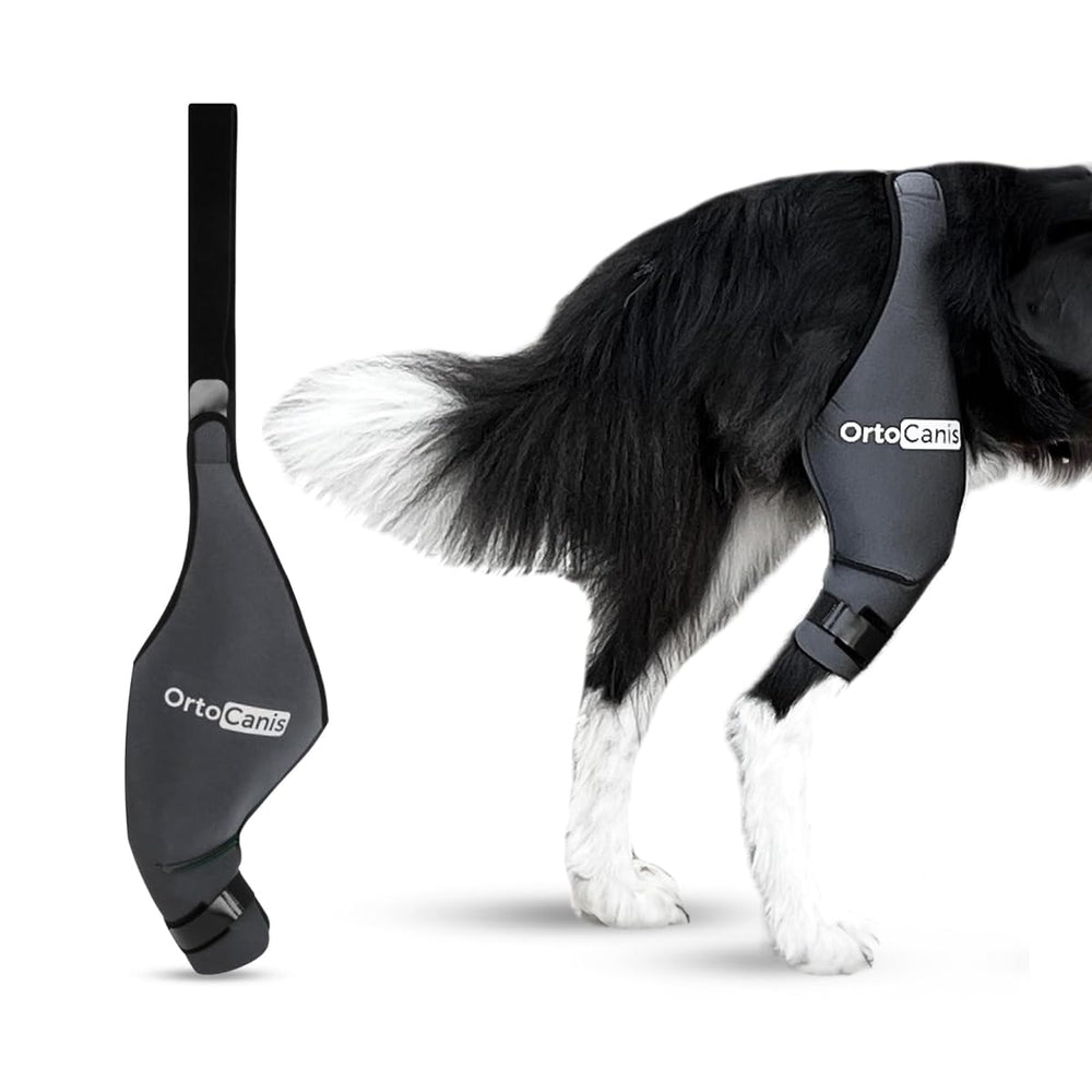 Ortocanis soporte de rodilla para perro derecho, aporta estabilidad en la pierna trasera.