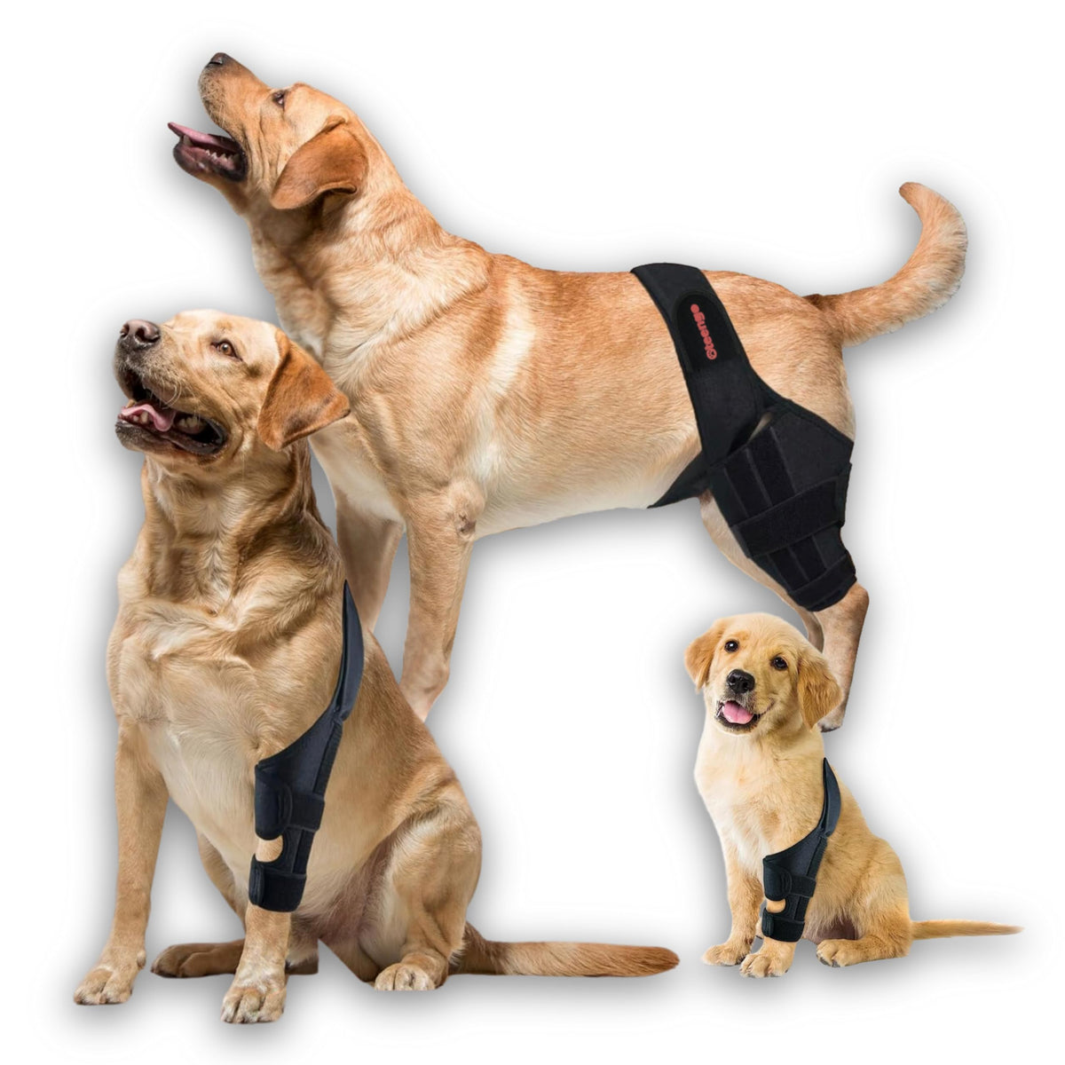 Oteengo dog knee brace front leg adjustable straps stabilize during daily walks